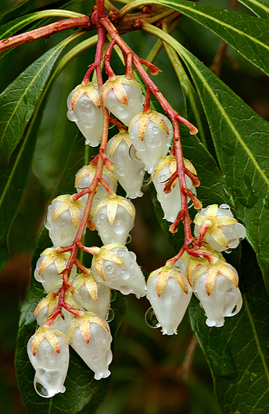 Mountain Laurel